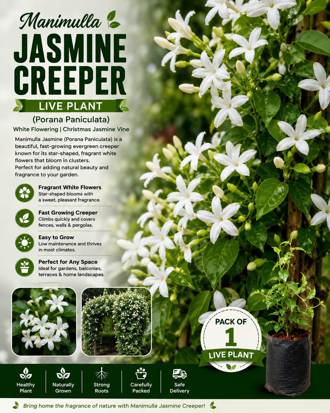 Manimulla Jasmine Creeper Live Plant (Porana Paniculata) | White Flowering Christmas Jasmine Vine