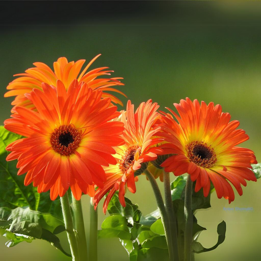 Gerbera Flower Plant - Red Flame