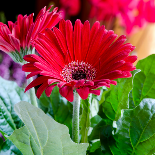 Gerbera Flower Plant - Red