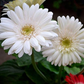 Gerbera Flower Plant - White