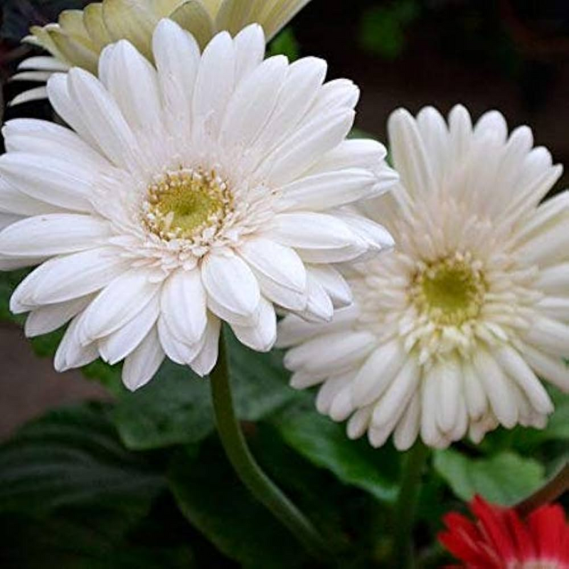 Gerbera Flower Plant - White