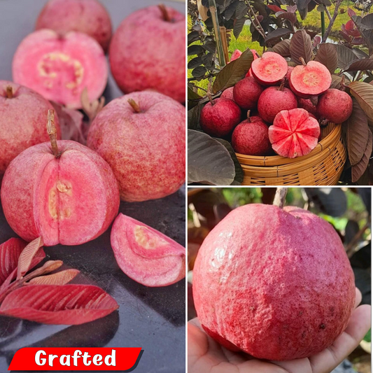 Exotic Black Diamond Guava Fruit Plant: Rare Dark-Skinned, Sweet Pink Flesh