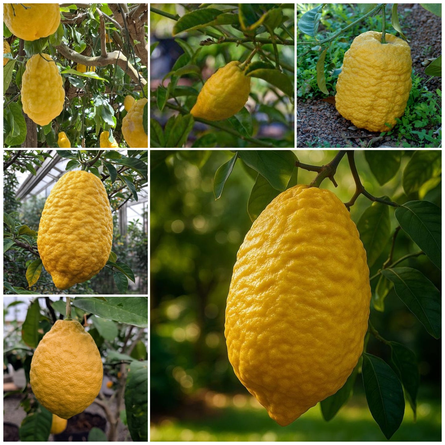 Etrog Citron / Ganapathy Lemon  Layering Plant | Citrus medica | Pack of 1