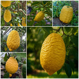 Etrog Citron / Ganapathy Lemon  Layering Plant | Citrus medica | Pack of 1