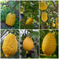 Etrog Citron / Ganapathy Lemon  Layering Plant | Citrus medica | Pack of 1