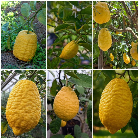 Etrog Citron / Ganapathy Lemon  Layering Plant | Citrus medica | Pack of 1