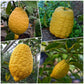 Etrog Citron / Ganapathy Lemon  Layering Plant | Citrus medica | Pack of 1
