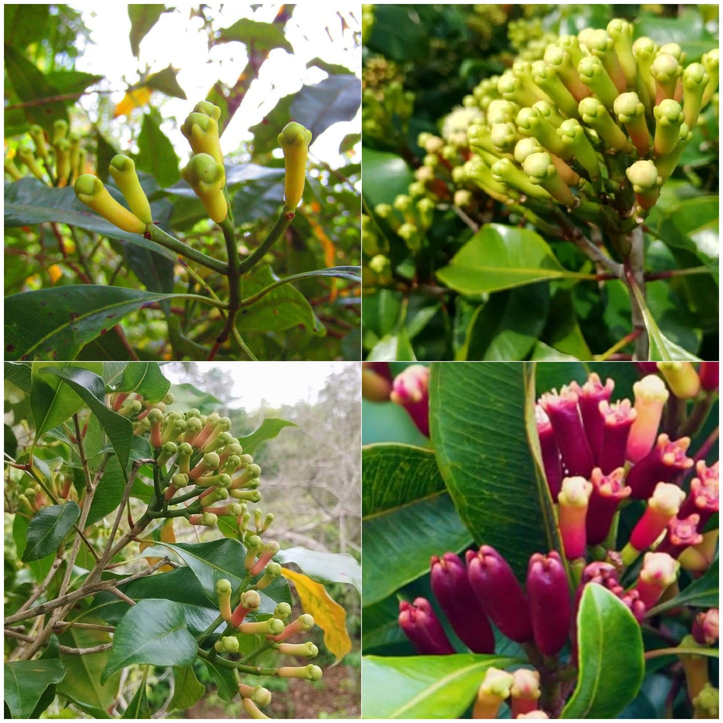 Clove Plant (Syzygium aromaticum) Live Seedling Plant | Pack of 1