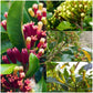 Clove Plant (Syzygium aromaticum) Live Seedling Plant | Pack of 1