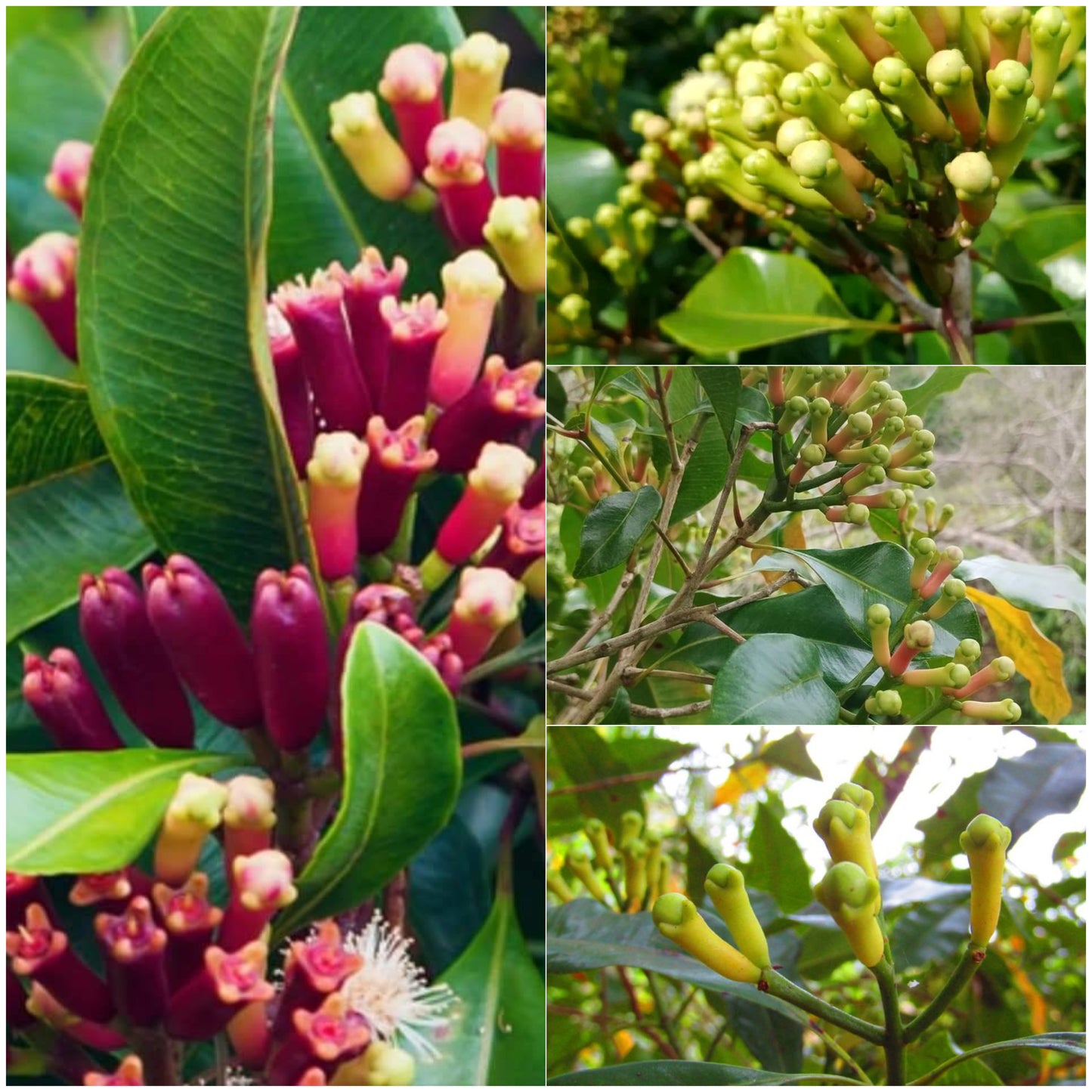 Clove Plant (Syzygium aromaticum) Live Seedling Plant | Pack of 1