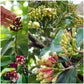 Clove Plant (Syzygium aromaticum) Live Seedling Plant | Pack of 1