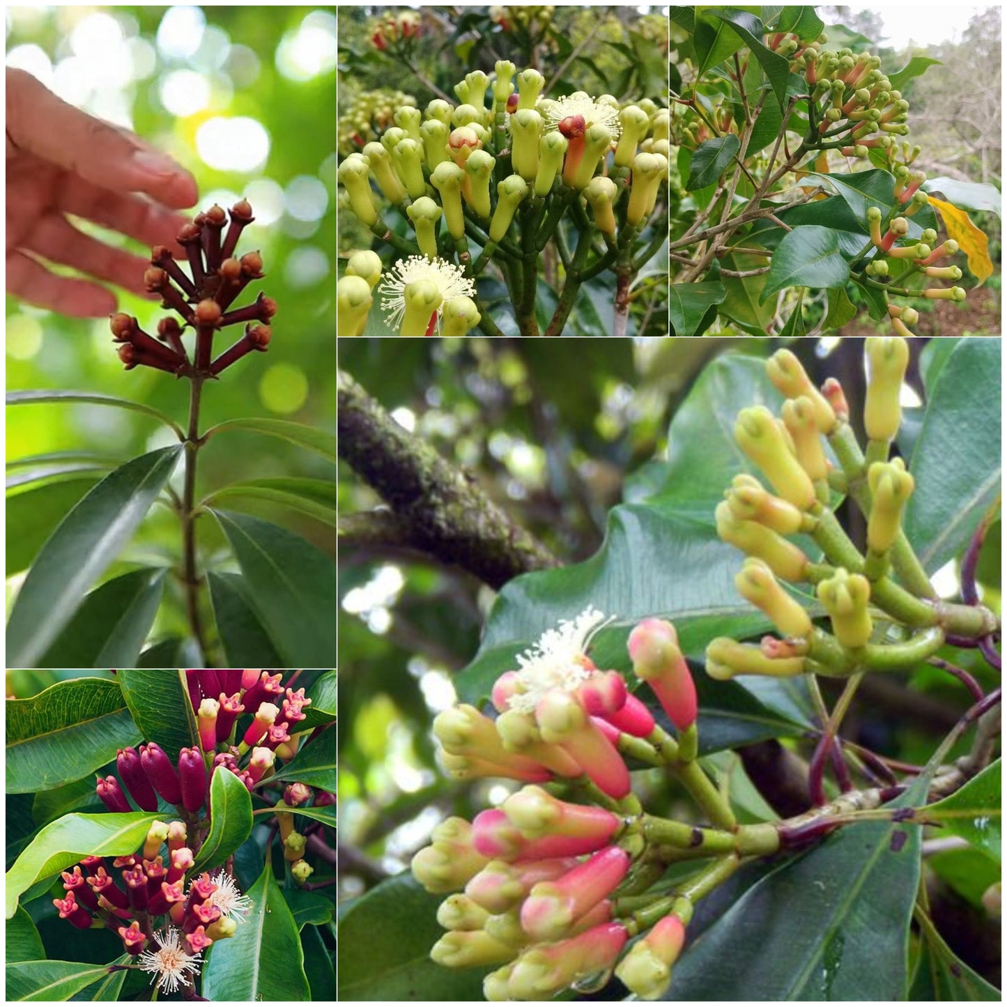 Clove Plant (Syzygium aromaticum) Live Seedling Plant | Pack of 1