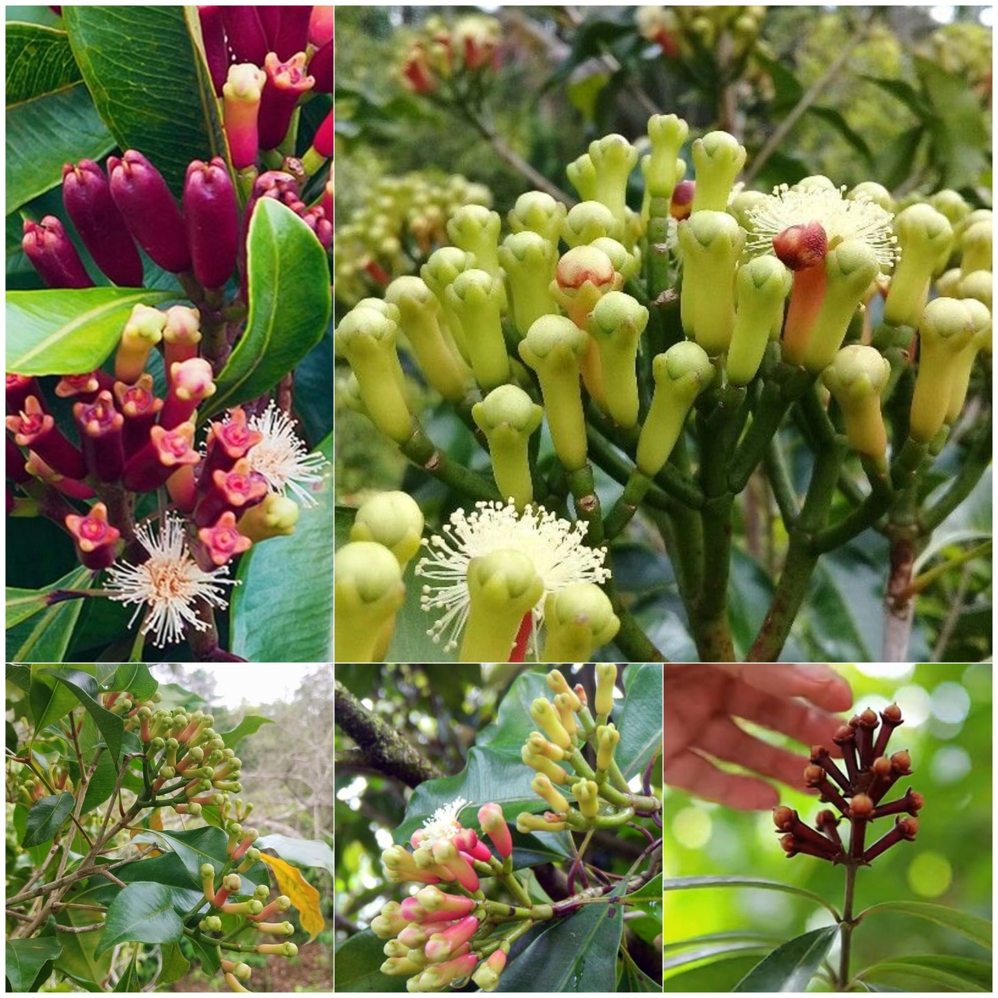 Clove Plant (Syzygium aromaticum) Live Seedling Plant | Pack of 1