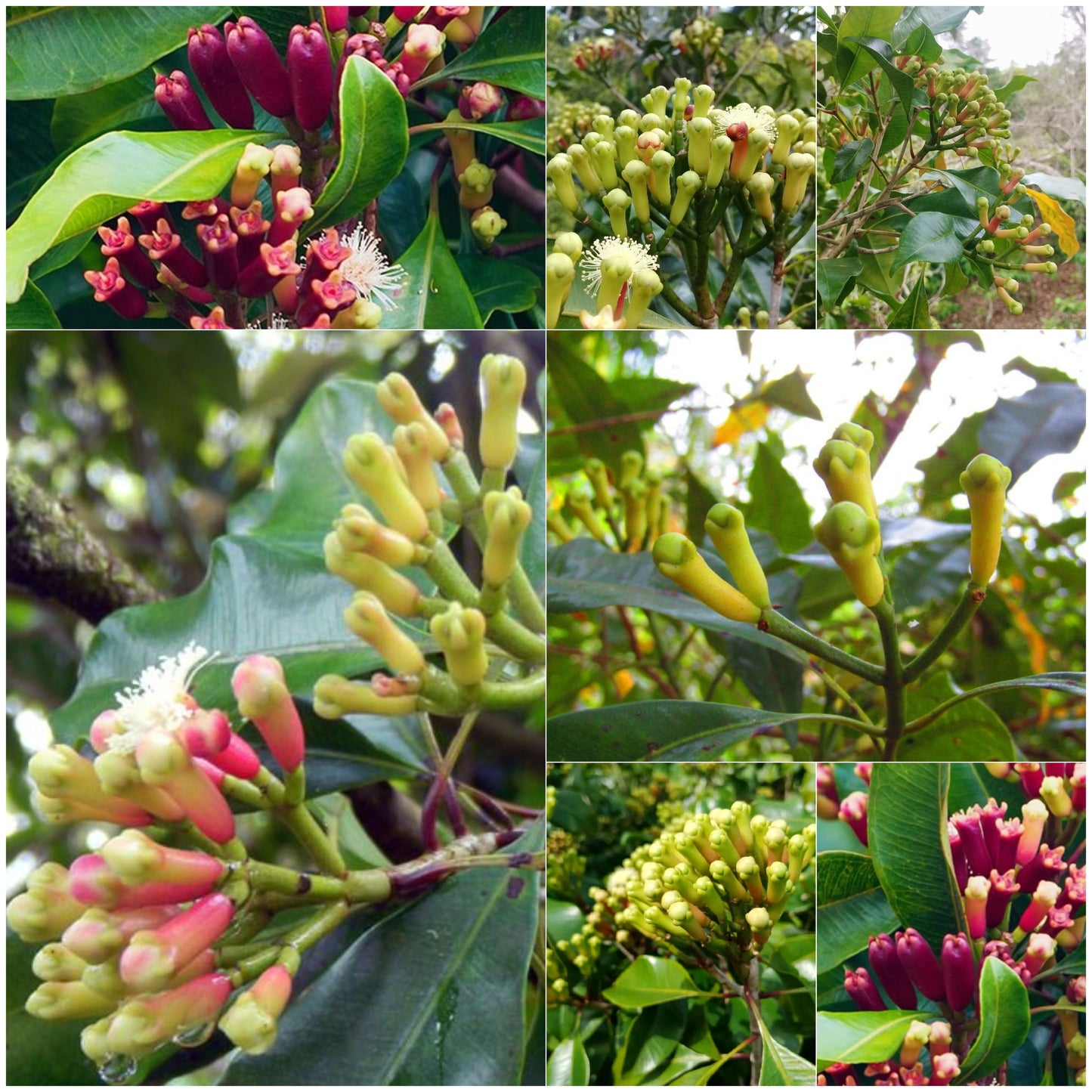 Clove Plant (Syzygium aromaticum) Live Seedling Plant | Pack of 1