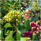 Clove Plant (Syzygium aromaticum) Live Seedling Plant | Pack of 1
