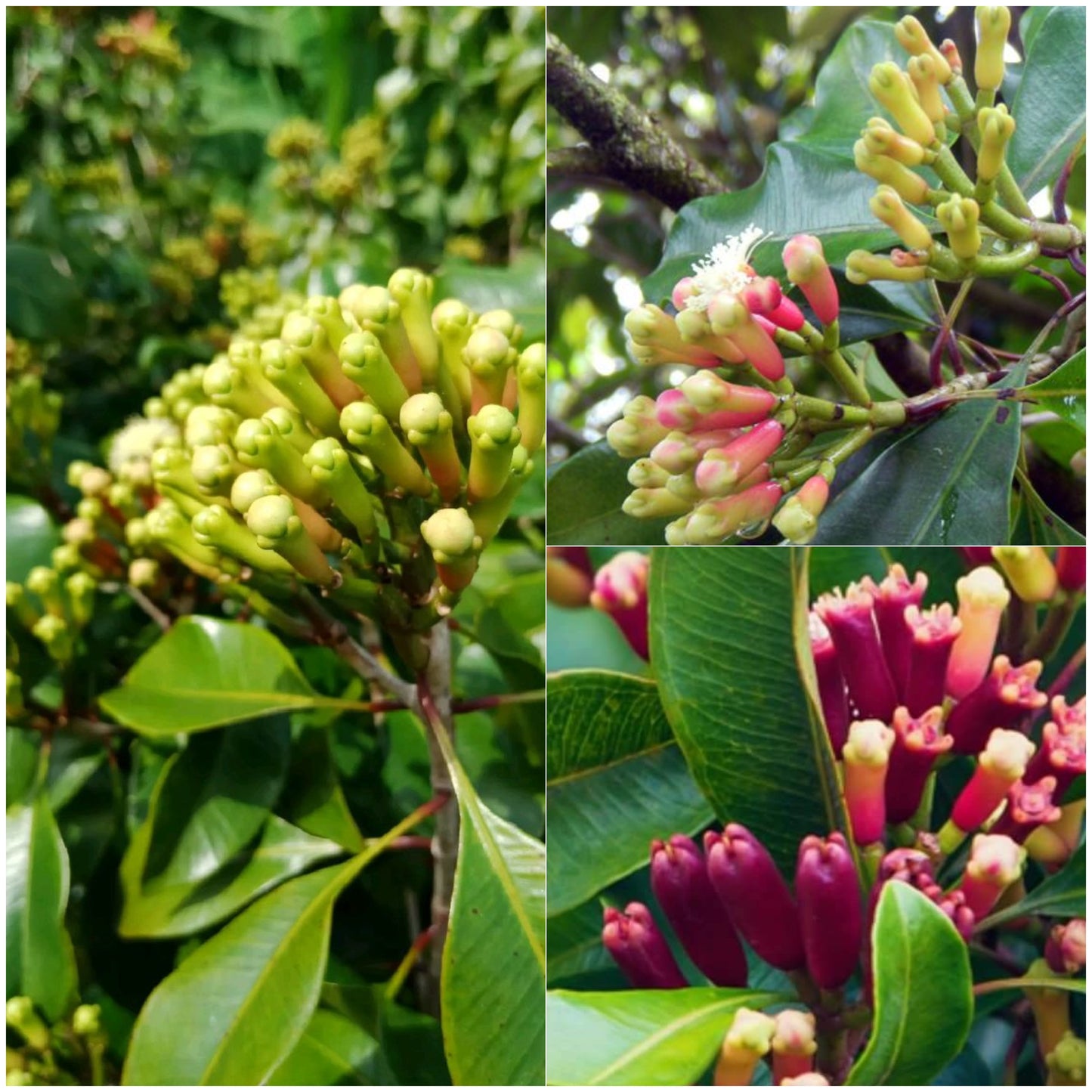 Clove Plant (Syzygium aromaticum) Live Seedling Plant | Pack of 1