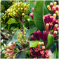Clove Plant (Syzygium aromaticum) Live Seedling Plant | Pack of 1