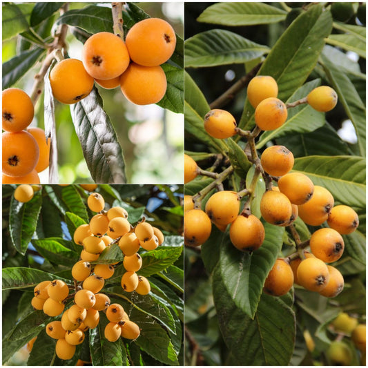 Loquat / Japan Plum Fruit Plant (Eriobotrya japonica) | Healthy Seedling Plant| Pack of 1
