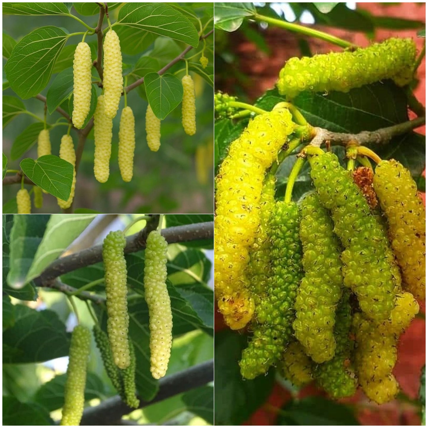 Mulberry - Long Yellow - Fruit Plant