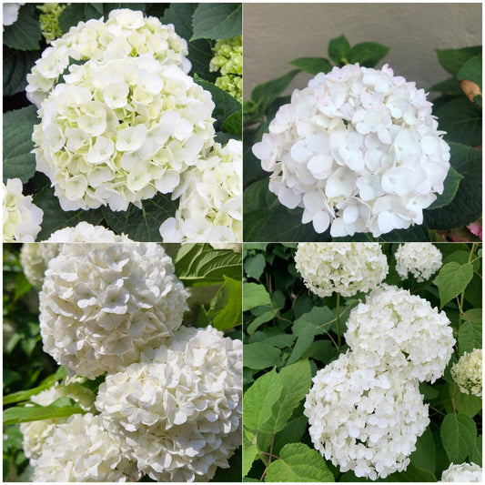 Hydrangea Flower Plant - White