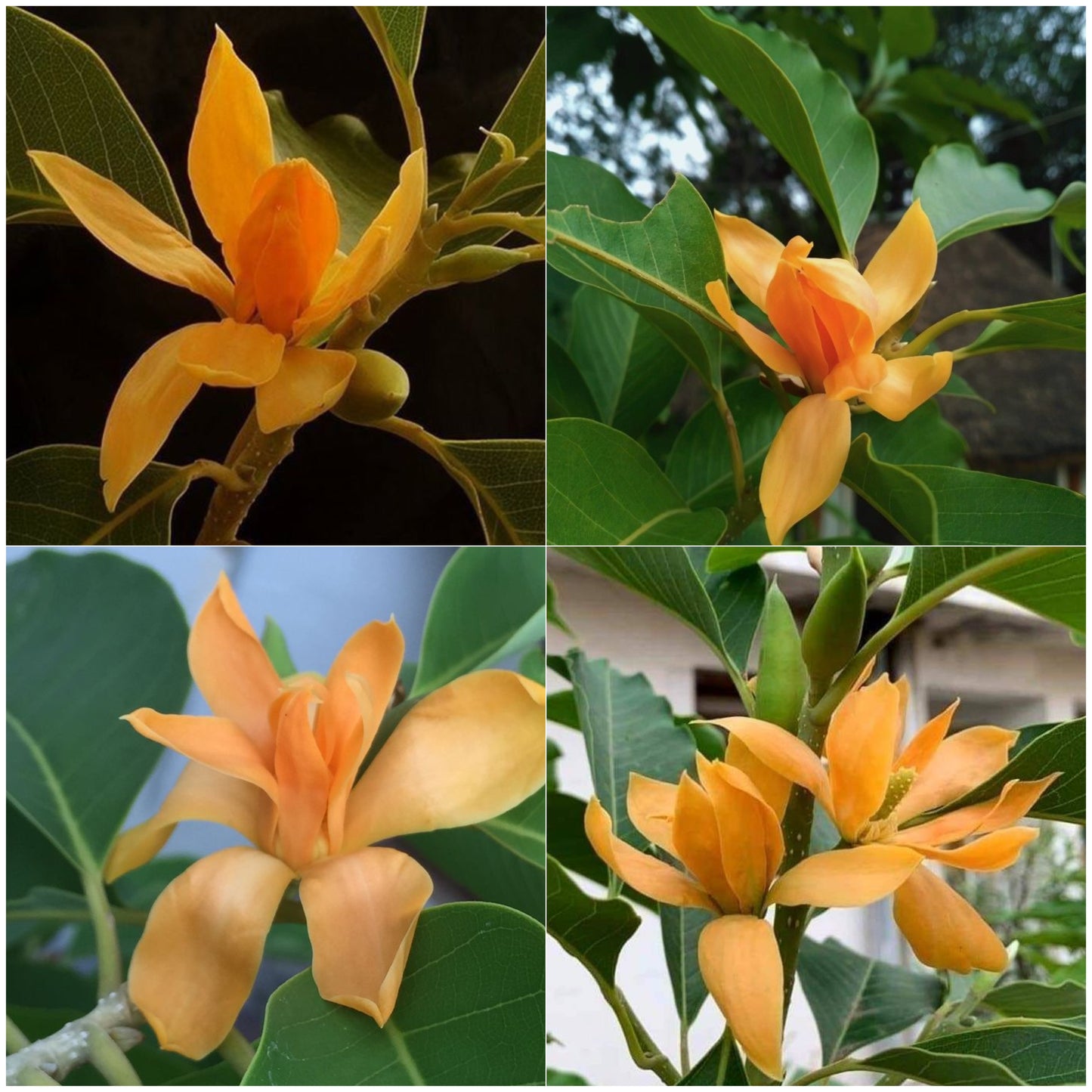 Son Champa Flower Plant / Michelia Champaca - Orange