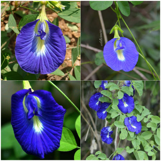 Shangupushpam/Clitoria ternatea Flowering Plant (Blue Single Petal)