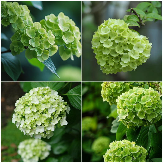Hydrangea Flower Plant - Green