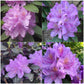 Azalea Flower Plant - Purple