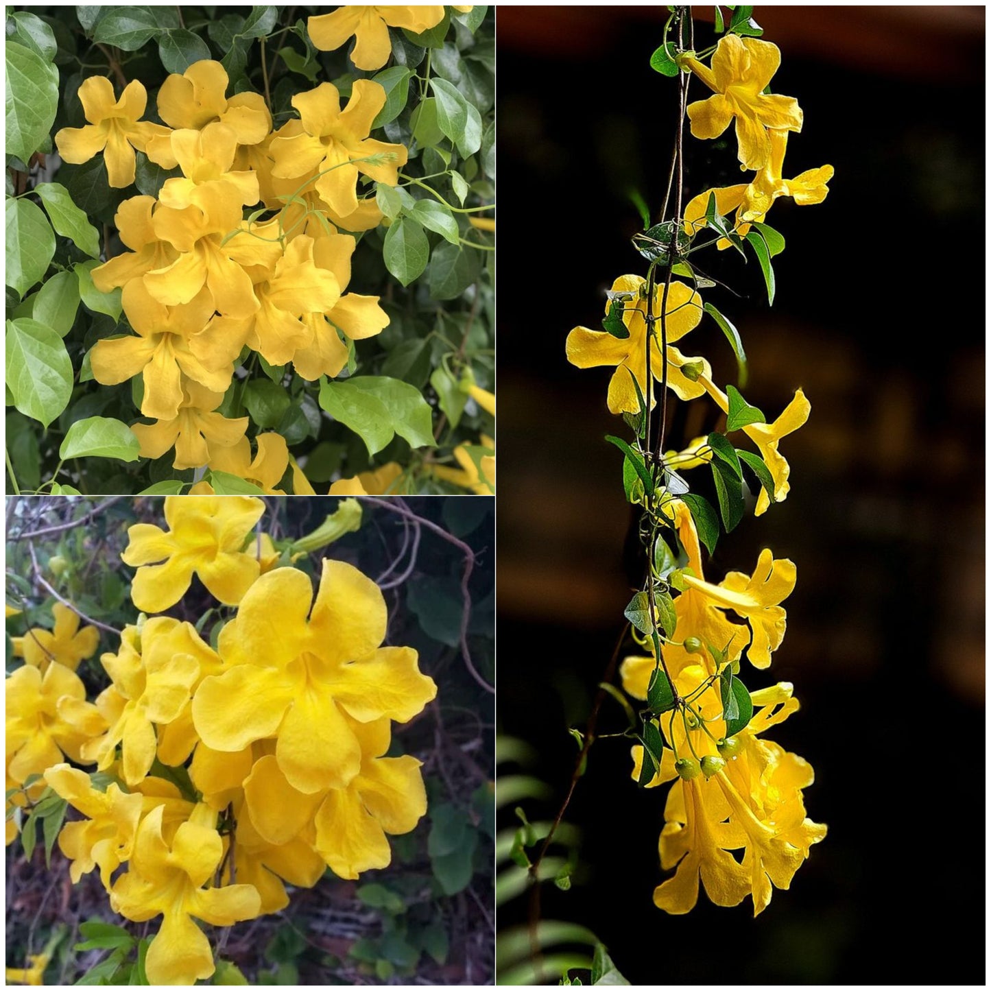 Cat's Claw Creeper Live Plant (Pack of 1) | Fast Growing Yellow Flowering Climber | Dolichandra Unguis-Cati Vine