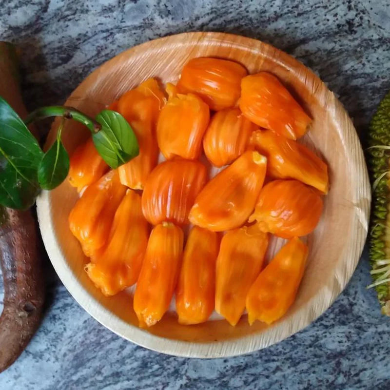 Jackfruit - Siddhu Copper Red - Fruit Plant