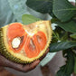 Jackfruit - Siddhu Copper Red - Fruit Plant