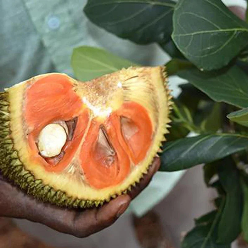 Jackfruit - Siddhu Copper Red - Fruit Plant