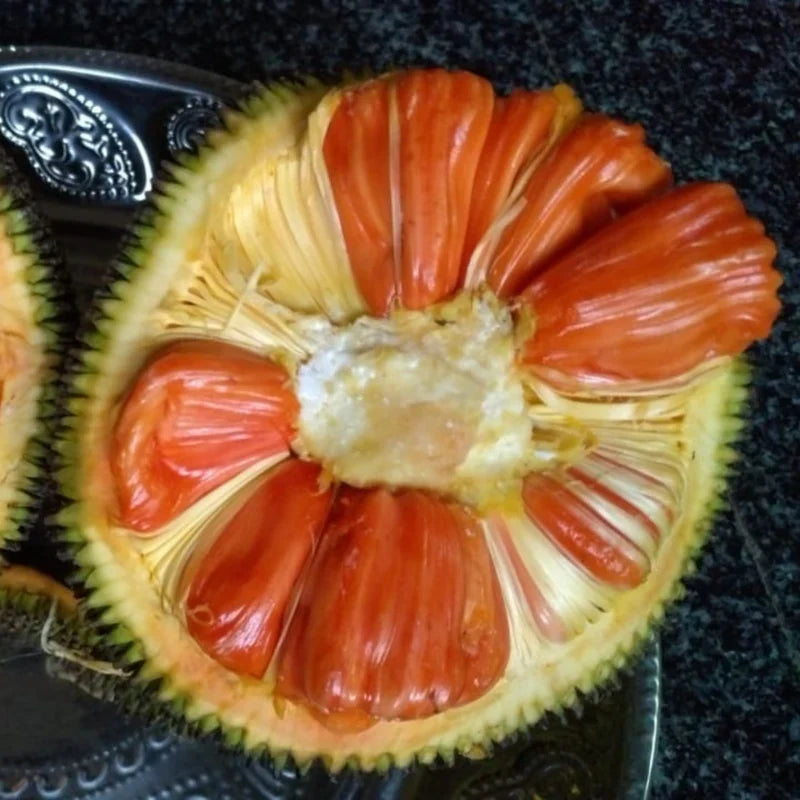 Jackfruit - Siddhu Copper Red - Fruit Plant