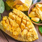 Jackfruit - SriLankan Jack - Fruit Plant