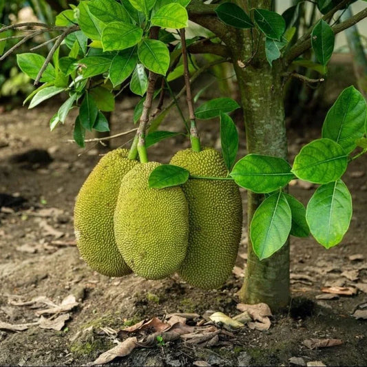 Jackfruit - Vietnam Super Early - Fruit Plant
