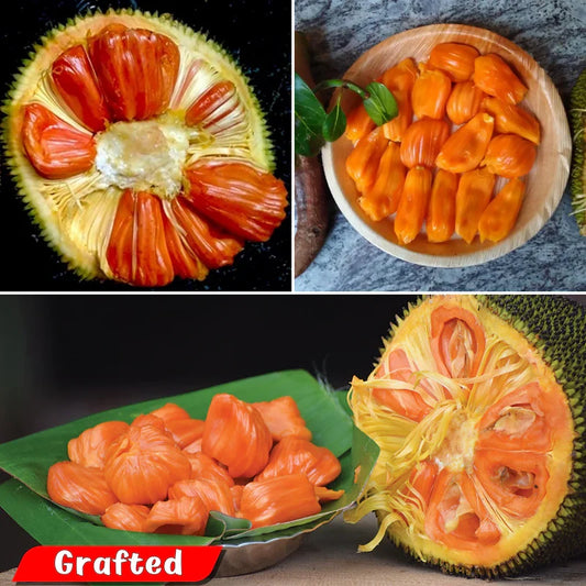 Jackfruit - Siddhu Copper Red - Fruit Plant