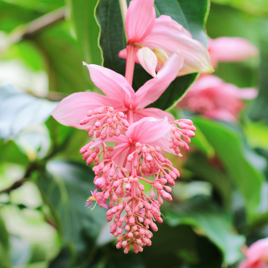 Medinilla Flower Plant - Pink