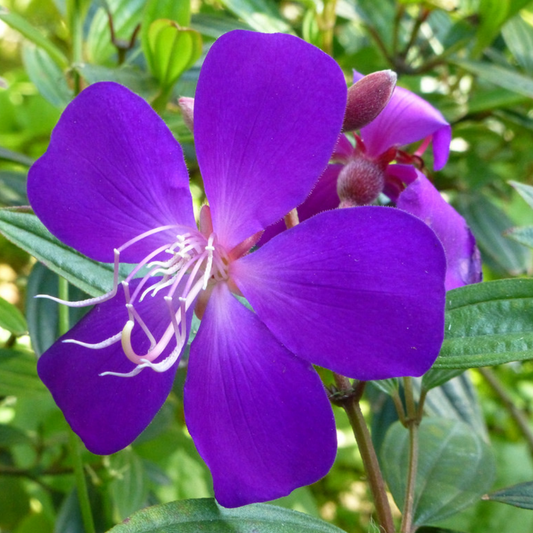 Melastoma Flower Plant - Purple