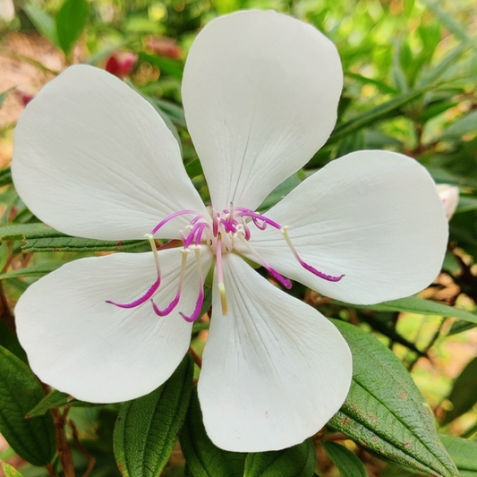 Melastoma Flower Plant - White