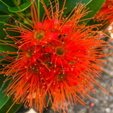 Rosida Flower Plant - Red