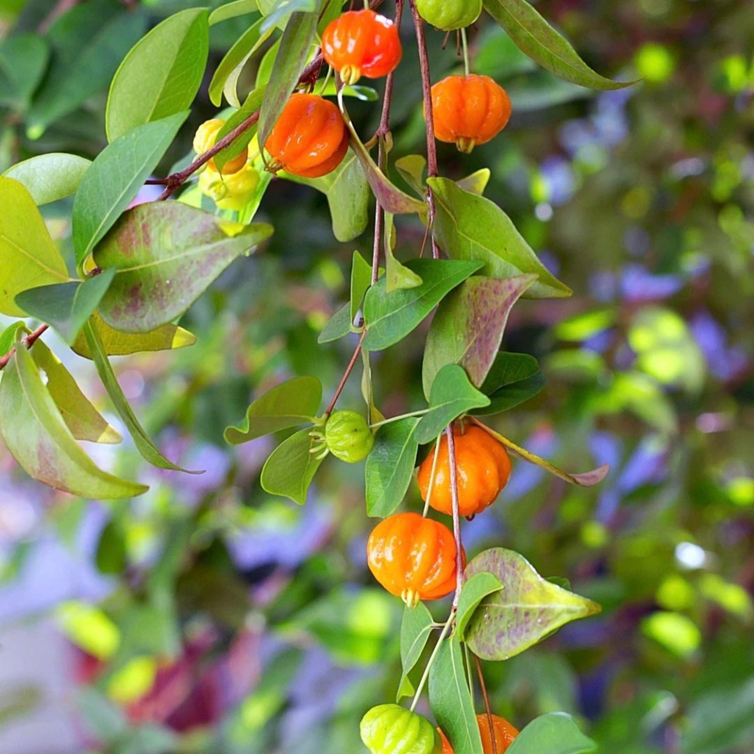 Delicious Orange Surinam Cherry Hybrid Fruit Plant: Nutritious, High-Yielding Garden Gem