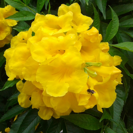 Tecoma Flower Plant - Yellow