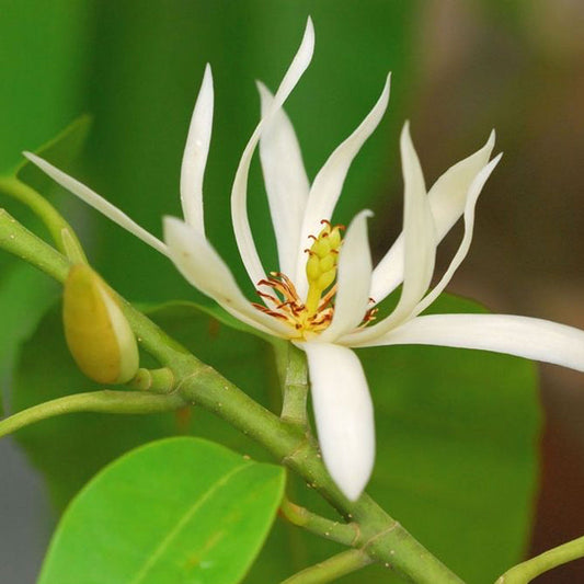 Son Champa Flower Plant / Michelia Champaca - White