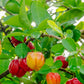 Tropical West Indian Cherry/Barbados Cherry Malpighia emarginata  Fruit Healthy Layering Plant