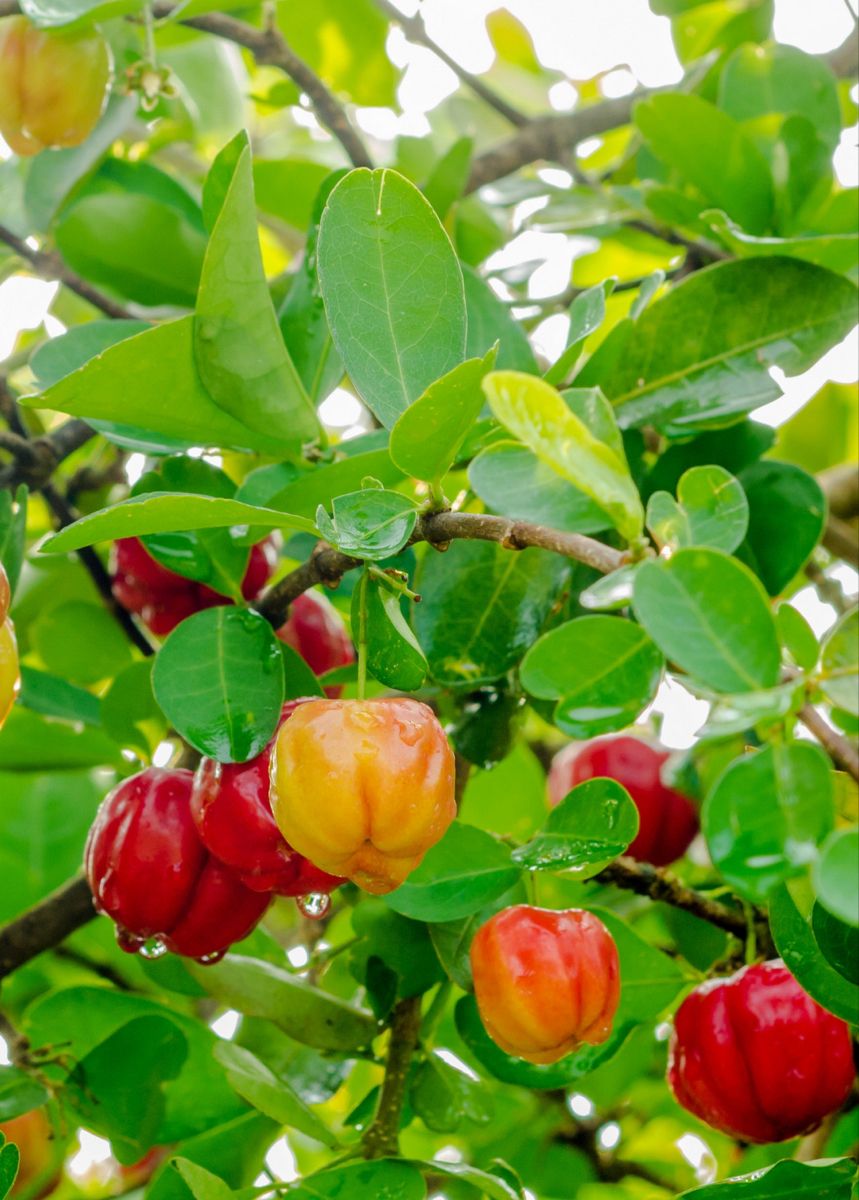 Tropical West Indian Cherry/Barbados Cherry Malpighia emarginata  Fruit Healthy Layering Plant