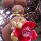 Cannon Ball Tree (Couroupita guianensis) Nagalingam/Shivalingam Medicinal Plant