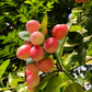 Tropical Karonda Cherry Fruit Plant (Carissa carandas)