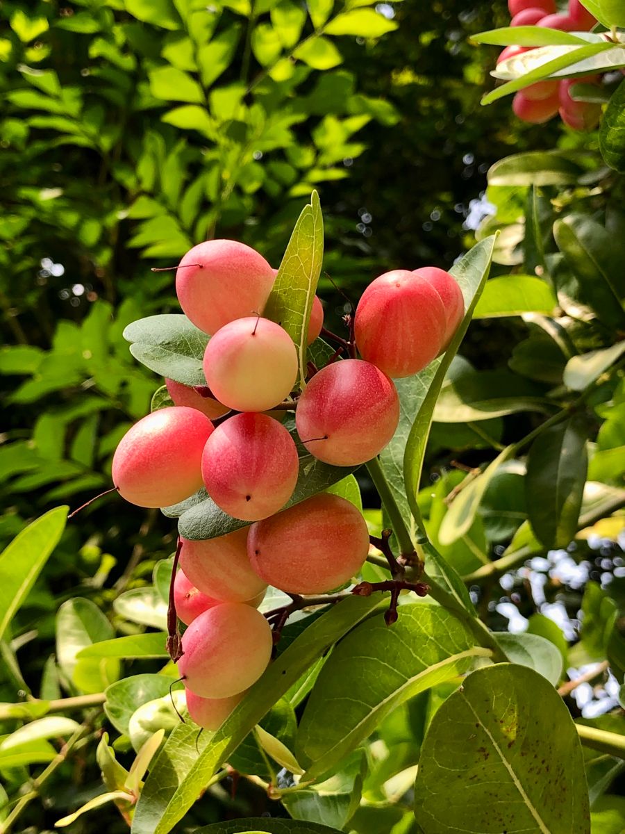 Tropical Karonda Cherry Fruit Plant (Carissa carandas)