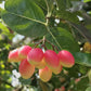 Tropical Karonda Cherry Fruit Plant (Carissa carandas)