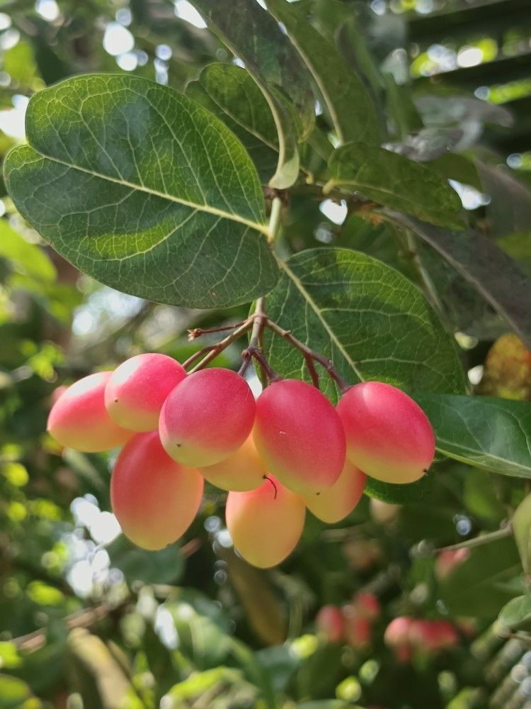 Tropical Karonda Cherry Fruit Plant (Carissa carandas)